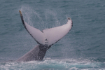 HB Tail Slap 6. 0A3A4669 - Copy