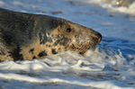 Atlantic Grey Seal