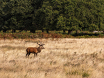 Red Deer