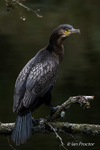 Cormorant Portrait