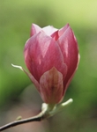 Magnolia Soulangeana-1 Ru1F2A