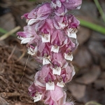 Toothwort (Lathraea squamaria)
