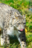 Snow Leopard - DSC_9708