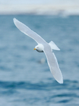 Adult Glaucous Gull in flight, Grundarfjörður, Iceland