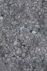 Lichen Map