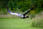 Secretary Bird