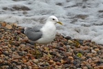 Common Gull