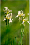 Iris germanica 'Flavescens' 1