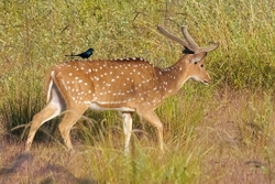 Spotted Deer with Drongo