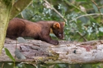 Pine Marten
