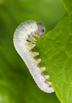 Sawfly Larva - RPNP0120