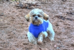 Alfie