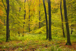 Mullaghmeen Forest, County Westmeath.