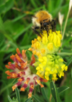 Bee