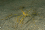 Macropodia rostrata