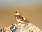 Snow Bunting - Plectrophenax nivalis