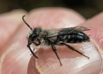 Andrena cineraria (m)