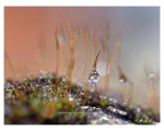Life In A Dew Drop
