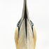 Northern Gannet