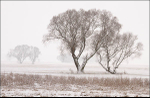 Snow along the River Elbe #2