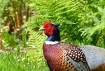 Pheasant