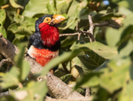 Beardet Barbet