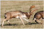 Headbutt