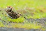 Snipe displaying fantail, Lake Mývatn, Iceland