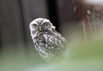 Little Owl in disused  Bristol Building