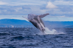0A3A3626. Humpback Breach 16