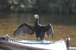 Cormorant