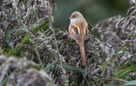 Bearded Tit, Female