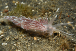 Fjordia sp.