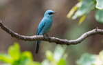 Pale blue Flycatcher