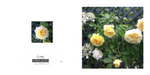 035 Leverkusen climbing Rose
