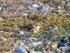 Snow Bunting