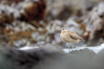 Whimbrel on the Chilean coast