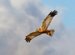 Marsh Harrier - Circus aeruginosus