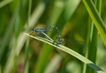 Common Blue Damselflies