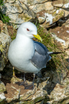 Kittiwake