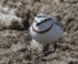Chestnut-banded Plover