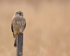 Kestrel
