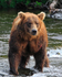 Grizzly Bear moving into position at the top of Brooks Falls