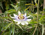 Padula walk, Passion Fruit flower