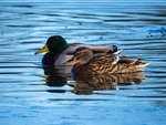 Mallards
