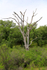Ghost tree