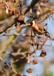 Goldfinch - Carduelis carduelis RPNP0067