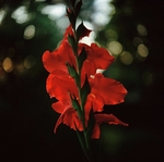 Gladiolus1