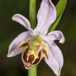 Bee Orchid variety (Ophrys apifera var friburgensis)