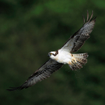 Osprey in flight after a dive for fish at Rothiemurchus